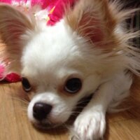 이지연 (@maomaomi84) 's Twitter Profile Photo