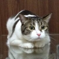 さかい (@wakabainsident) 's Twitter Profile