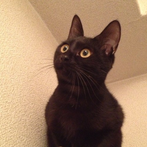 お茶と猫が好きな一児の母です。   アイコンは、虹🌈の橋に渡っていった大好きな黒猫のココ。こっちゃんです。嵐、Superfly、B’z LOVE ちなみに、「老後は猫と日向ぼっこ」