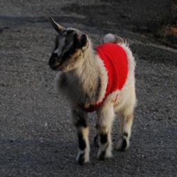 Giammai il red carpet, ci faccio la cacca sopra. 