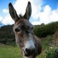 ErcoleDeAngelis's profile picture. Apprendista stregone, story teller, metallurgico folle, scrittore per diletto.