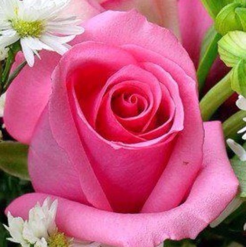 kaltamabakar's profile picture. 