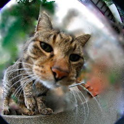 おいーっす！！東京の川が好き。日本のお笑いが好き。世界中の猫が好きかも！