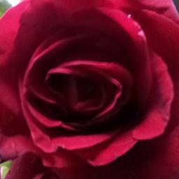 kalickarupesh's profile picture. 