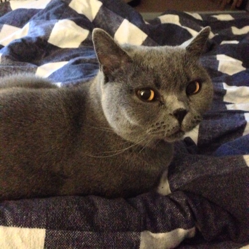 Award winning pedigree Blue British Shorthair,  retired queen (aren't we all?) - living with @DarkAeon, @shinyperson and @fudge_cat. Miiiiaow!