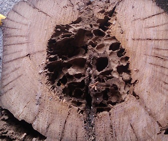Eliminacion de termita y carcoma, venta de productos y accesorios para tratamientos de madera. Resuelve los problemas de xilofagos tu mismo. Consulta tus dudas