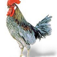 chickendance (@chickendance) 's Twitter Profile