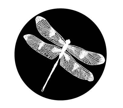 Fotógrafos de plantão