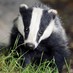 The Cricket Badgers (@cricketbadgers) Twitter profile photo