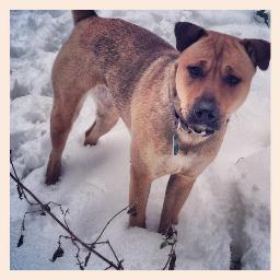 Calmerkarmalama's profile picture. 