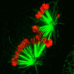Maresca Lab Profile