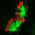 Maresca Lab (@marescalab) Twitter profile photo