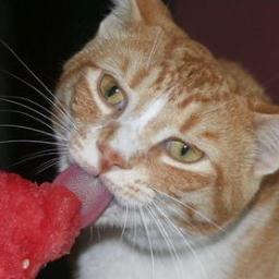 I found my family while they were vacationing in NY.  They flew me across the country to live with them in CA.  I love watermelon and cantaloupe!