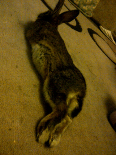 I am a mini rex bunny rabbit and I love food