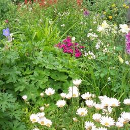 A love of gardening & all that goes with it, the birds, mammals & insects that bring me joy and share my patch.