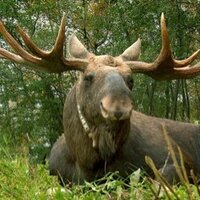 Schott (@ss_moose) 's Twitter Profile