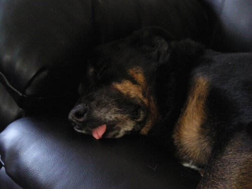 UltimoWW's profile picture. 