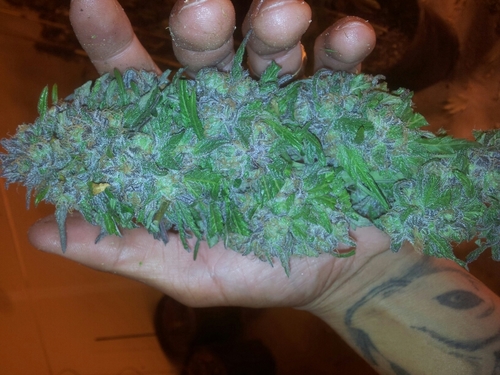 shauxiong22's profile picture. 