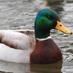 Advice Mallard (@advicemallards) Twitter profile photo