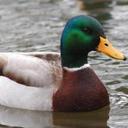 Advice Mallard (@AdviceMallards) Twitter