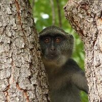 Linus Lüring (@pluslinus) Twitter profile photo