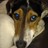 Snoopdougiedogs's profile image