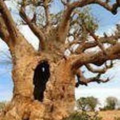 RTouistiques's profile picture. Relais Touristiques Routiers : est un projet d'écotourisme et  de développement durable en Afrique.en recherche de partenaires à travers le Monde.