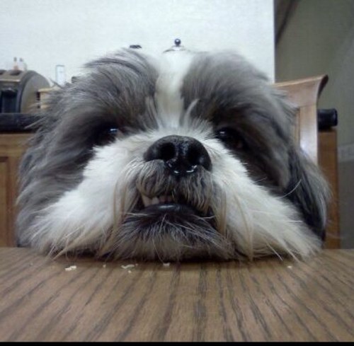 Yuri010888's profile picture. 