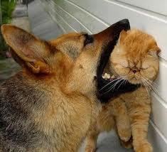 Murder is born of love, and love attains the greatest intensity in murder.