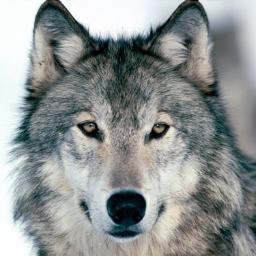 @wolfeswines