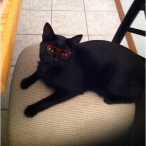 MERLINtheCAT432's profile picture. I am a cat.. My name is merlin and i am a huge fan of derek! I enjoy licking my ass.. Long walks on the beach and long bours of sleep. Have no religious belief