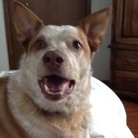 pupsandme(@KristinaArbury) 's Twitter Profile Photo