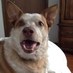 pupsandme (@kristinaarbury) Twitter profile photo pupsandme (@kristinaarbury) Twitter profile photo