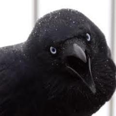 SQUAWK! Just living the life of a giant, loud, obnoxious (yet magestic) raven in Fort McMurray, Alberta. I also LOVE garbage. Quoth me. #ymm #oilsands