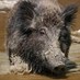 cook90/BoarHog (@cook90) Twitter profile photo