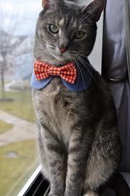 WUCampusCats's profile picture. Just livin' life at the WU, tryna snatch a dropped chicken tender from the Klondike.