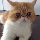 Olivia Sutherland - @AzaeleaOlivia - Twitter