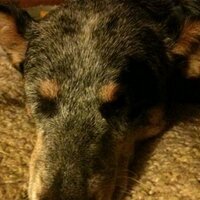 Calvin Clute (@cdclute) 's Twitter Profile