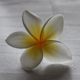 Linou_922's profile picture. MG installée, maman de jumelles.