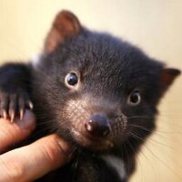 Science Events Tas (@tasscience) 's Twitter Profile
