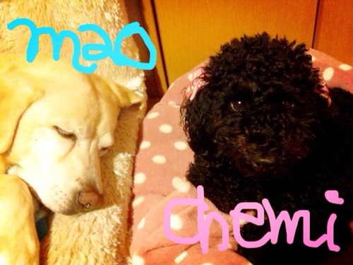 maochemi's profile picture. めっちゃ優しい年下の相棒てっちと2匹の愛犬まお＆けみ、ダンサーのきいしゃん、CHEMISTRYをこよなく愛し、今はかなめ屋店員の天然よっちです(*⁰▿⁰*)