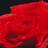 wisdomandinsigh's profile image