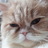 a11232399's profile image