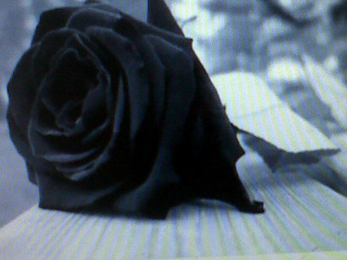 norriuska's profile picture. Disfrutando del arte culinario y otros.....