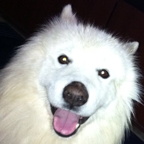 faulmannfreud's profile picture. 