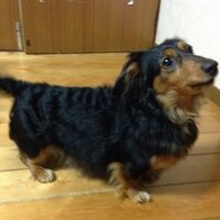 クロちゃん (@cotamama) 's Twitter Profile