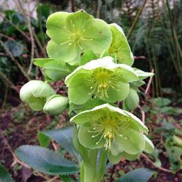 A beautiful woodland garden with sweeping views across the Bristol Channel. Open from April to July.