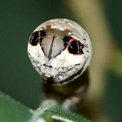 中野ゆう 蓑虫日記 中野ゆう 蓑虫日記 むし社 on X: