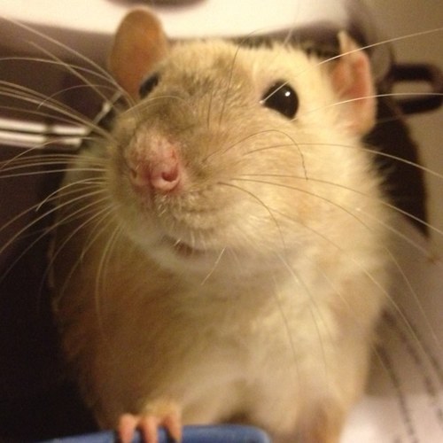 BuzzyZuzu's profile picture. 