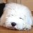 atti0106's profile image